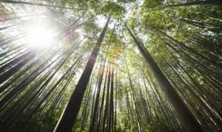 终随松柏到冰霜