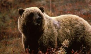 动物灭绝的人类原因 人类灭绝过多少动物