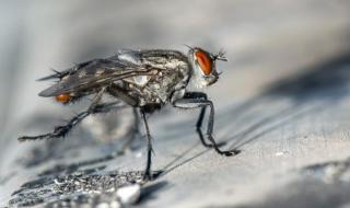 苍蝇搓手是什么意思