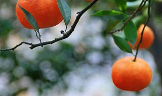 橘子红了主题曲