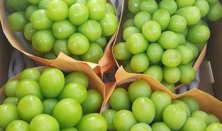 阳光玫瑰葡萄降价