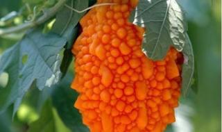 图片种子怎么用 图片种子怎么用