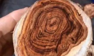 海南黄花梨树苗价格