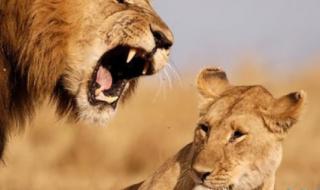 动物世界狮子吃大象