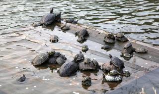 厦门南普陀寺 厦门南普陀寺
